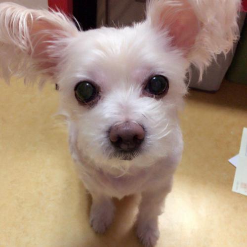 Lucky~❤️o❤️ #행운이 #mydog #cute #간식달라고하는중